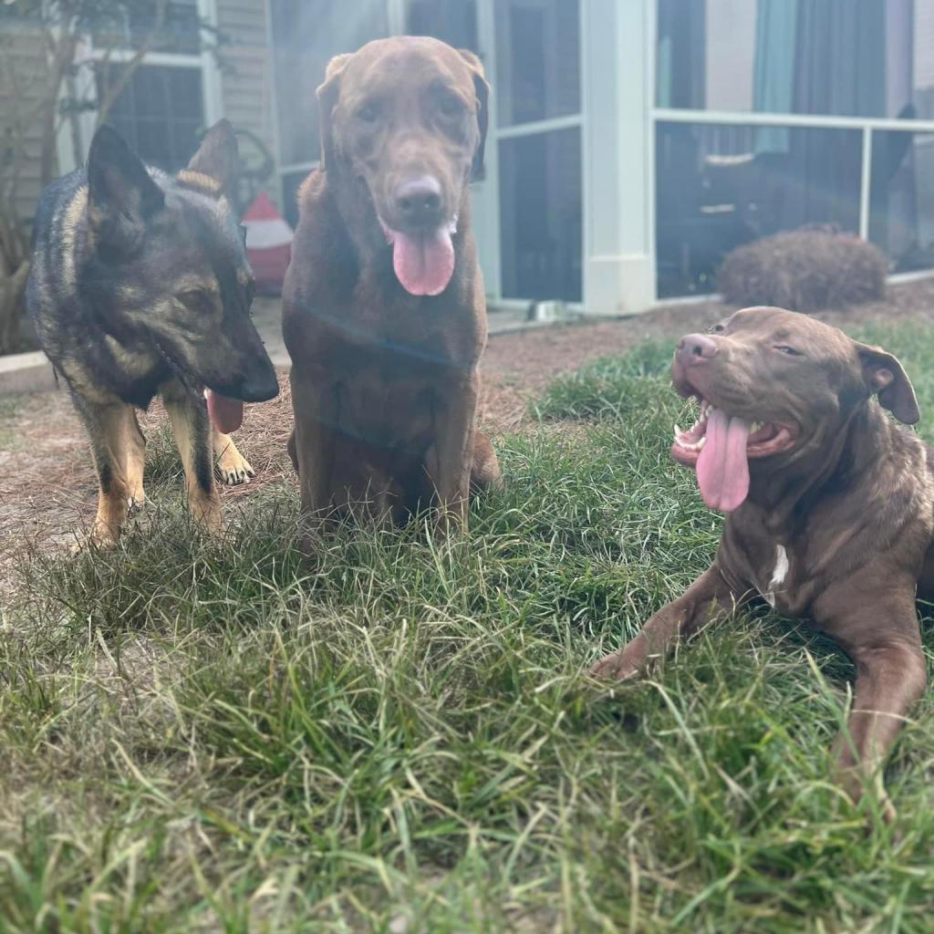 Grits, Adoptable, Adult Male Chocolate Labrador Retriever & Mixed Breed.