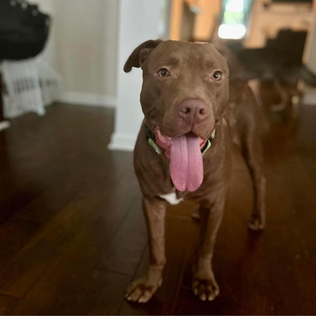 Grits, a Adoptable mixed breed in Savannah, GA image 2/6