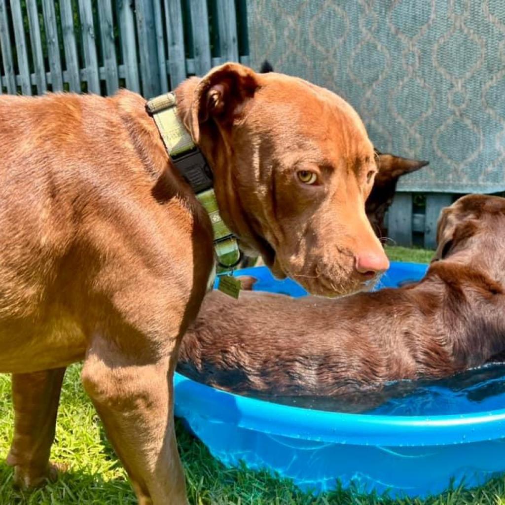 Grits, a Adoptable mixed breed in Savannah, GA image 3/6