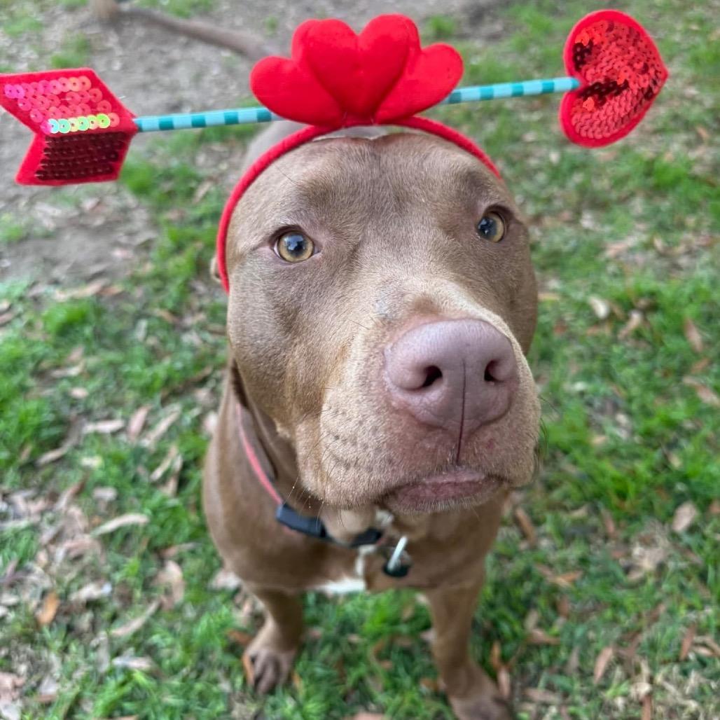 Grits, a Adoptable mixed breed in Savannah, GA image 4/6