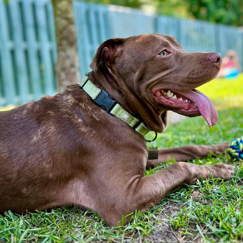 Grits, a Adoptable mixed breed in Savannah, GA image 5/6