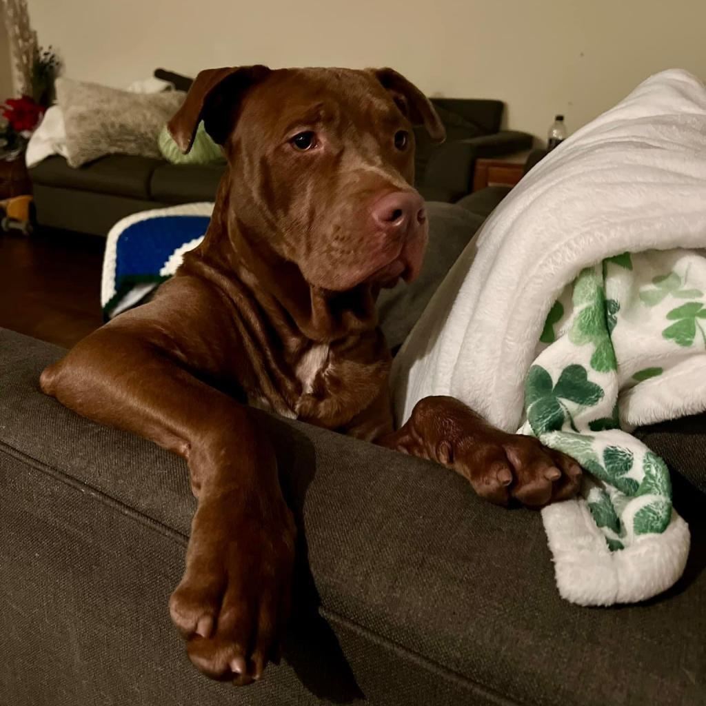 Grits, a Adoptable mixed breed in Savannah, GA image 6/6