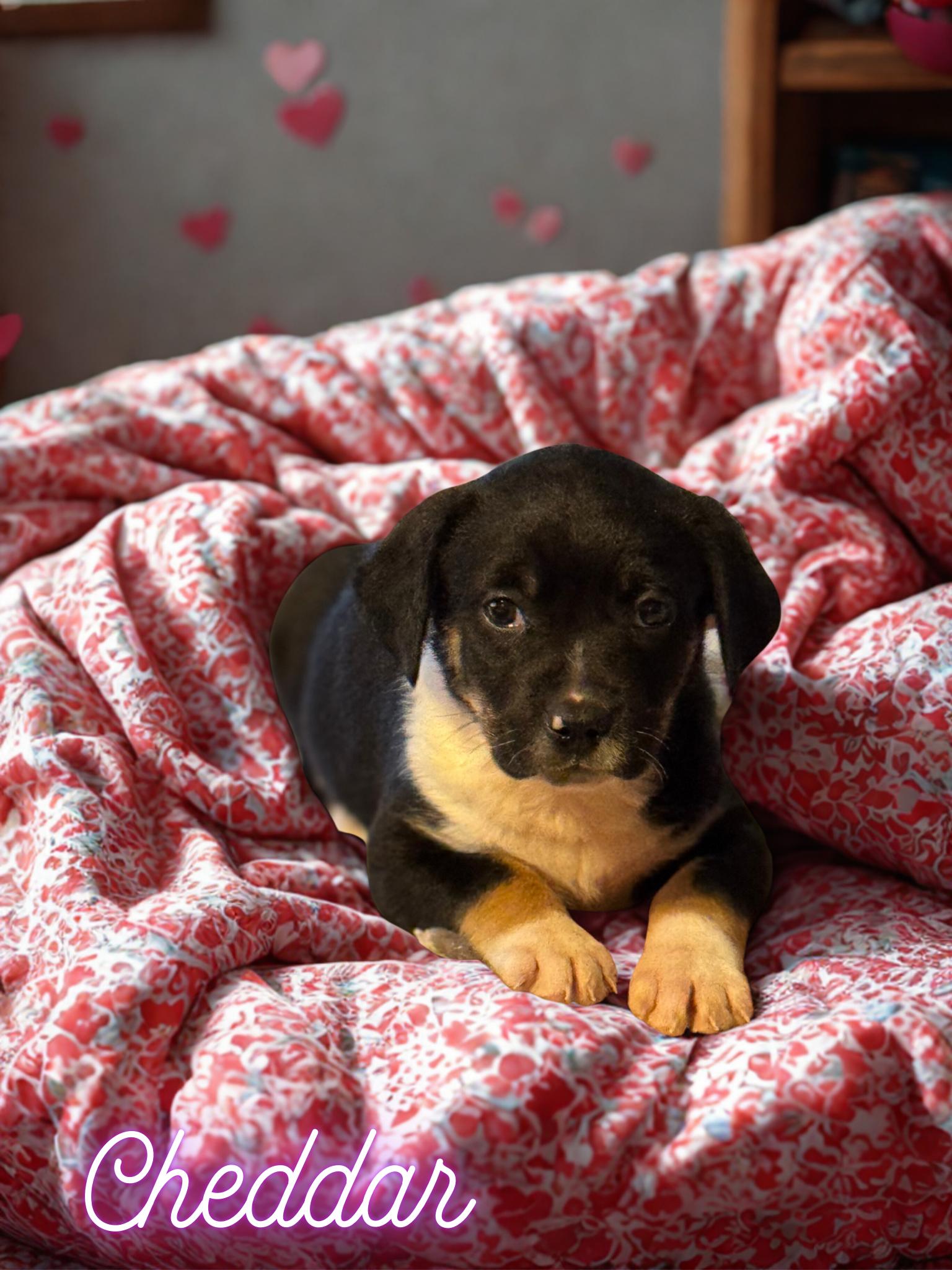 Cheddar, Adopted, Puppy Male Pug & Chihuahua.