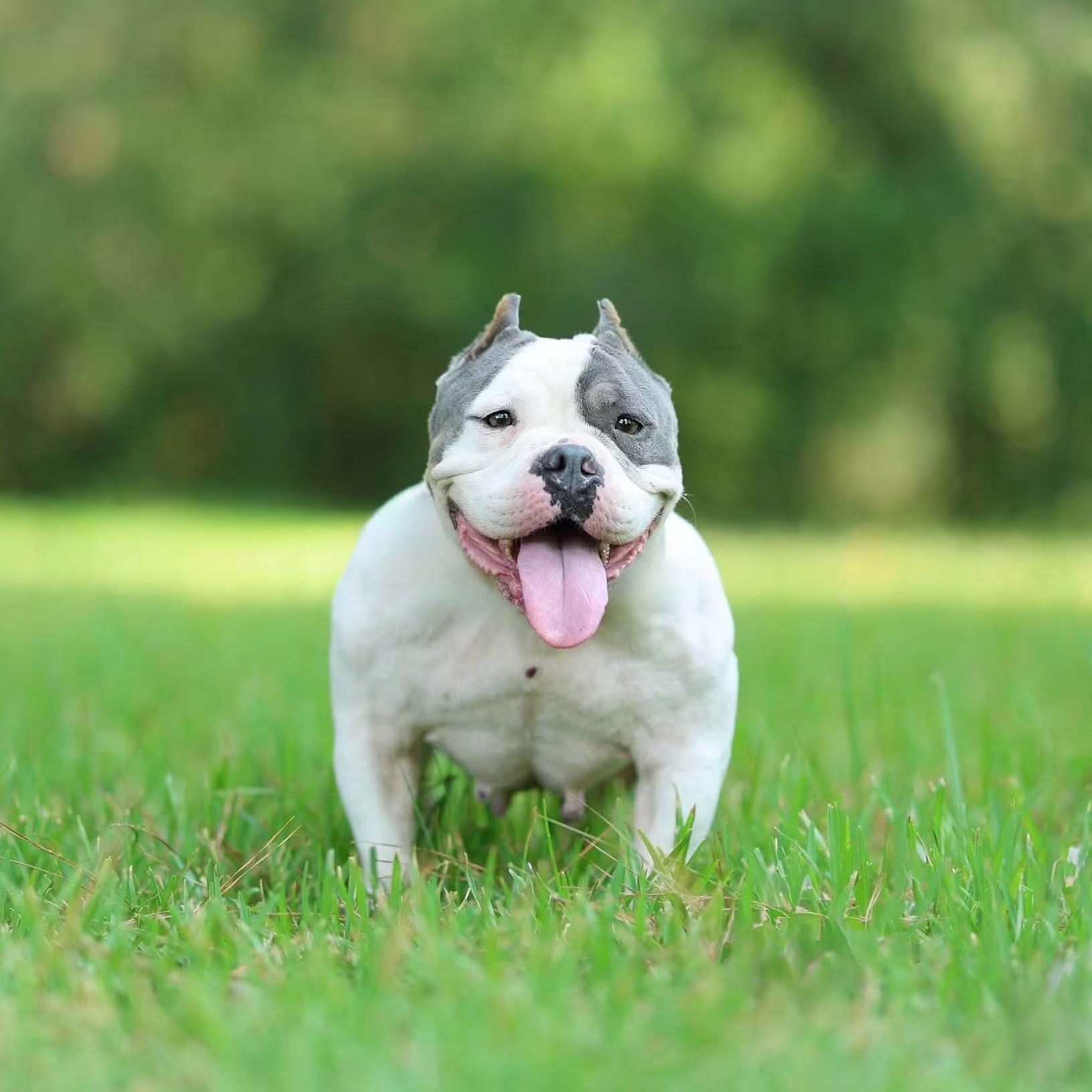 Enlarge Blankita, a Adoptable American Bully in Oakland, NJ image 3/4
