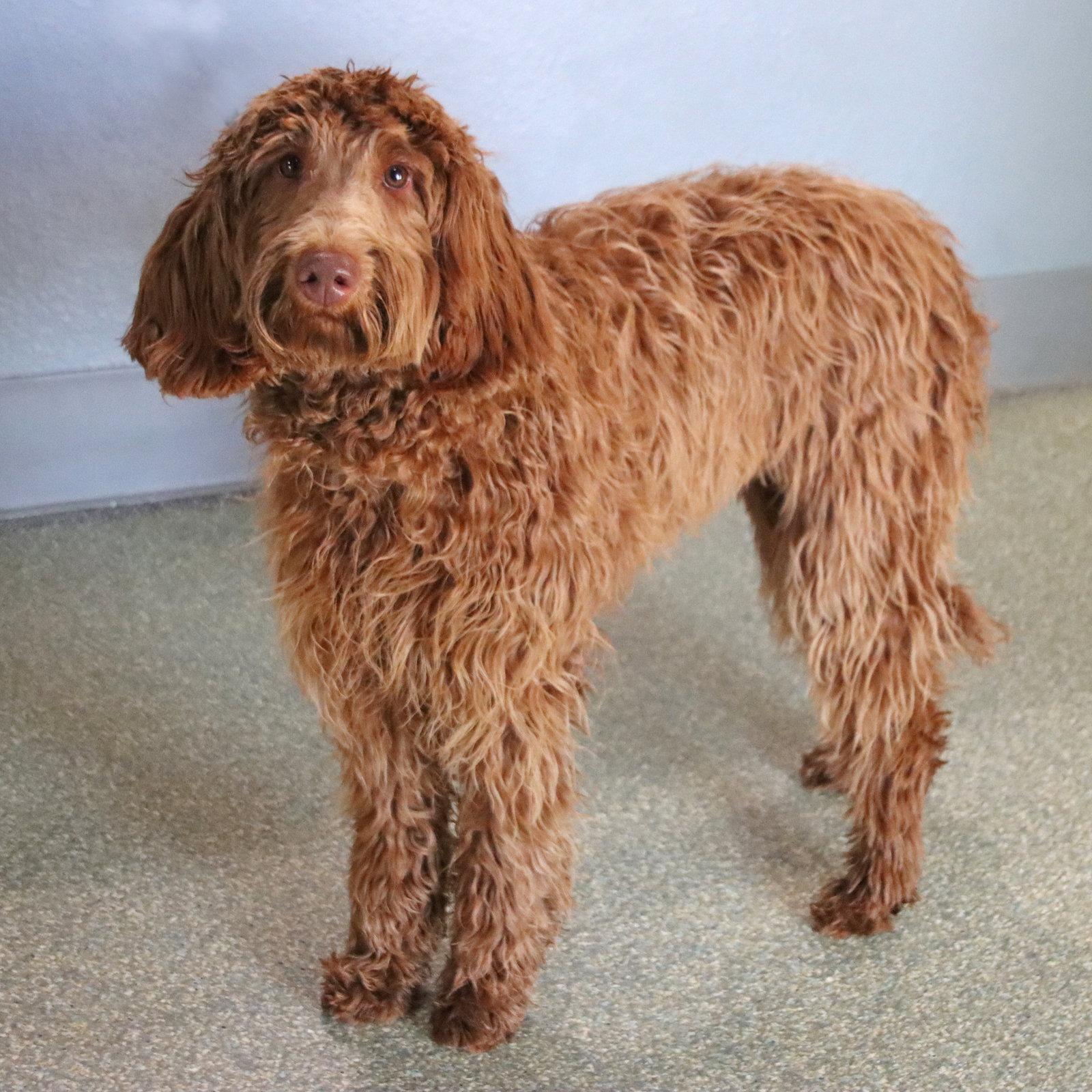Rylee, a Adoptable mixed breed in Glendale, AZ image 2/3