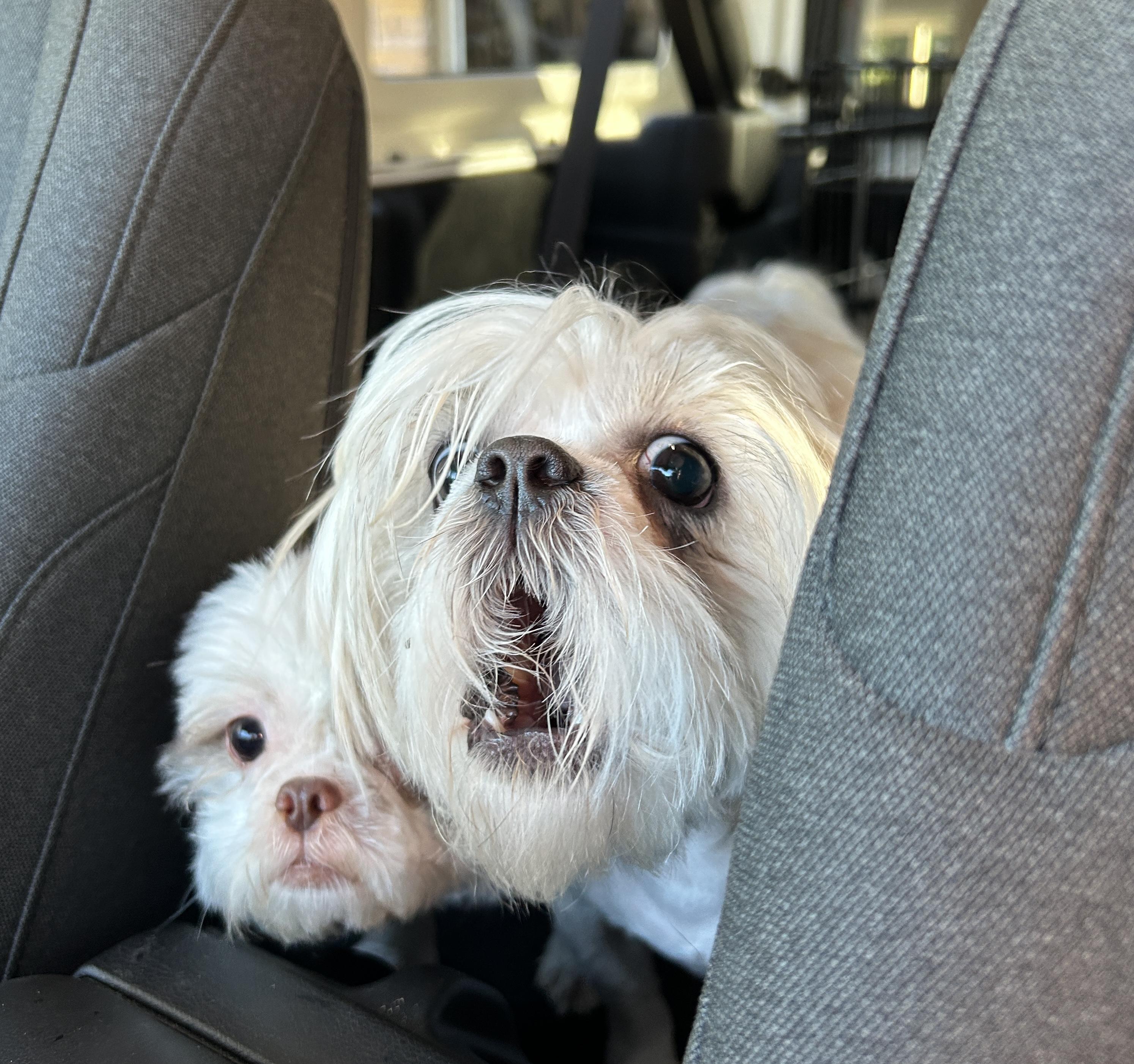 Enlarge Kimmie, a ADOPTABLE Shih Tzu in Sarasota, FL image 2/2