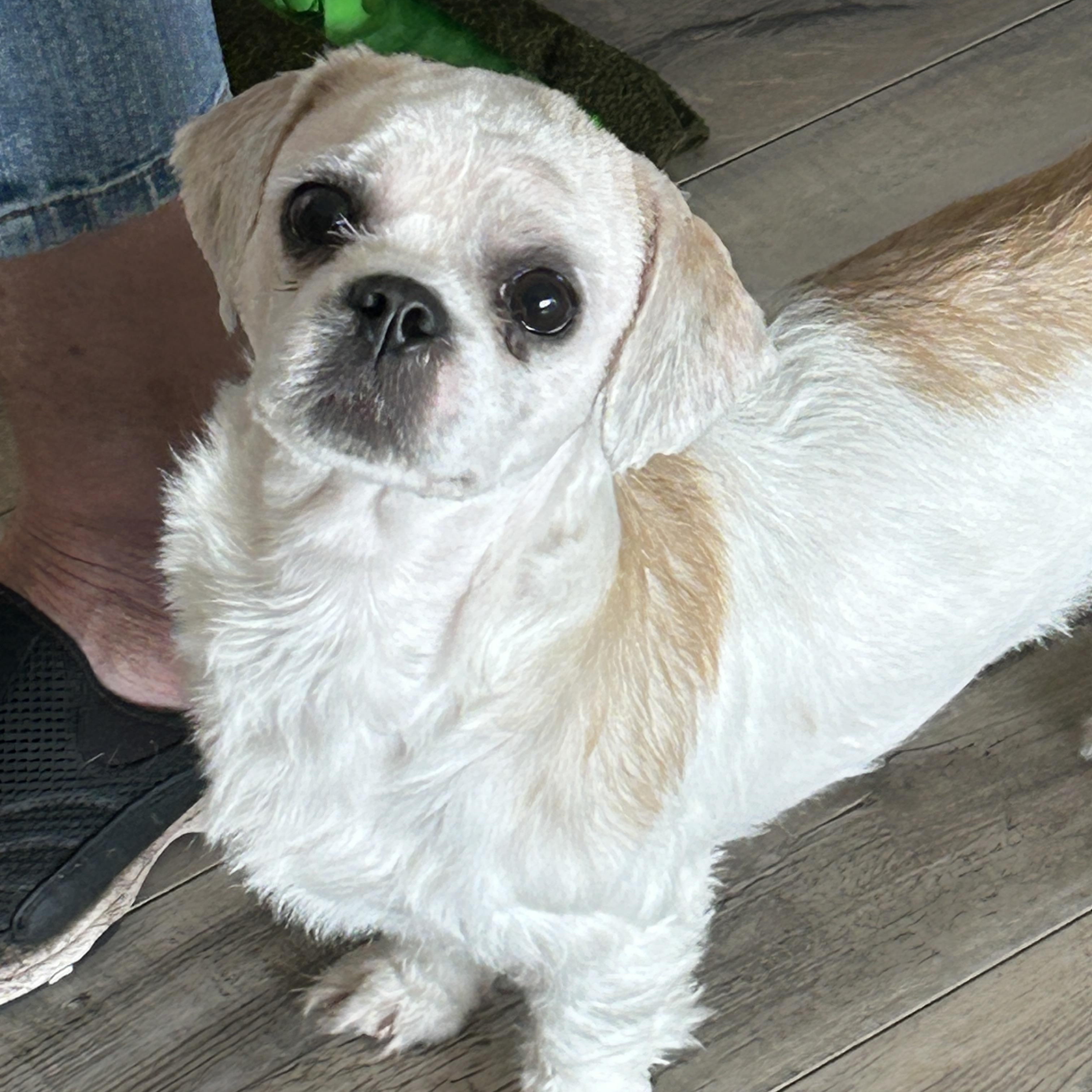 Kimmie, a other Shih Tzu in Sarasota, FL image 1/2