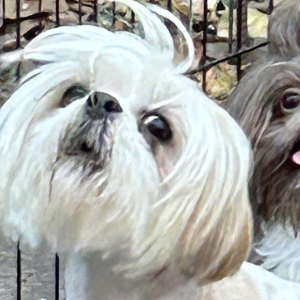 Enlarge Kimmie, a ADOPTABLE Shih Tzu in Sarasota, FL image 1/2