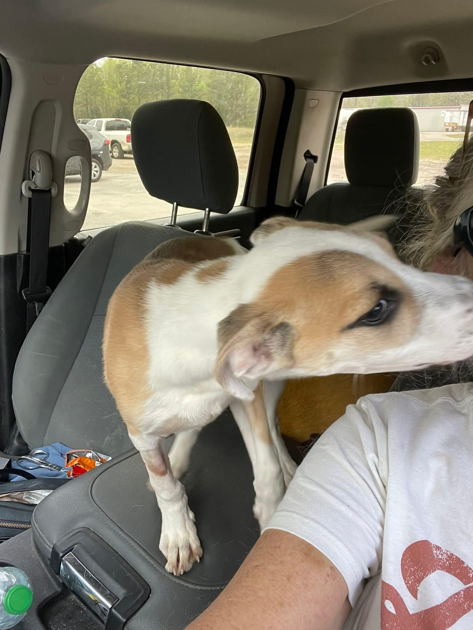 Enlarge Turbo Boy, a ADOPTABLE mixed breed in Gardner, MA image 4/4