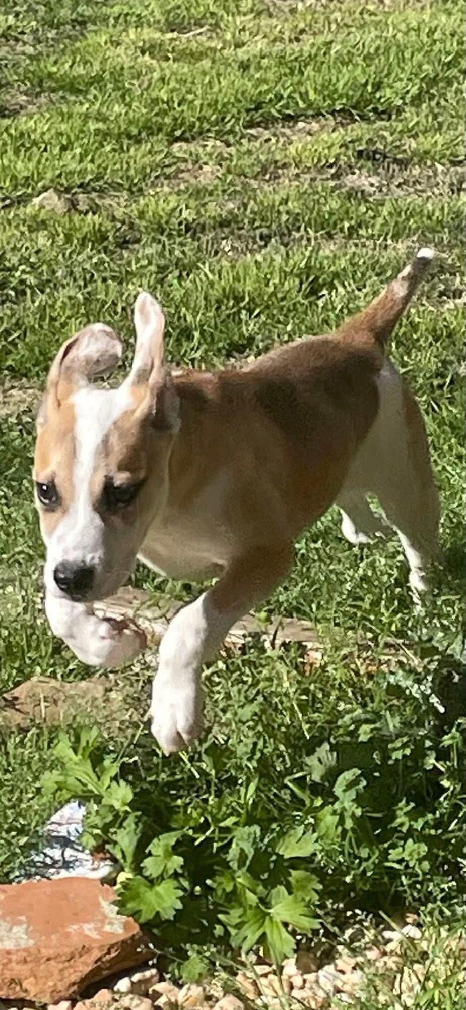 Enlarge Turbo Boy, a ADOPTABLE mixed breed in Gardner, MA image 3/4