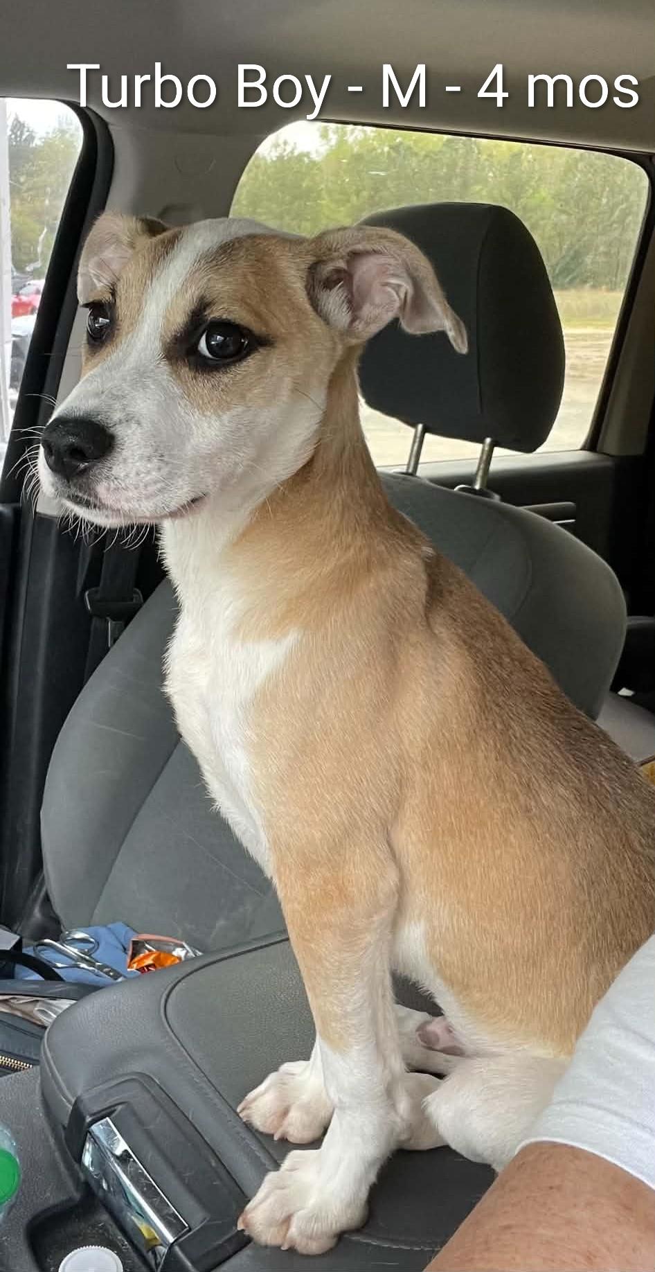 Enlarge Turbo Boy, a ADOPTABLE mixed breed in Gardner, MA image 1/4