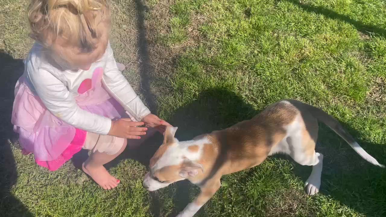 Enlarge Turbo Boy, a ADOPTABLE mixed breed in Gardner, MA video 2/4