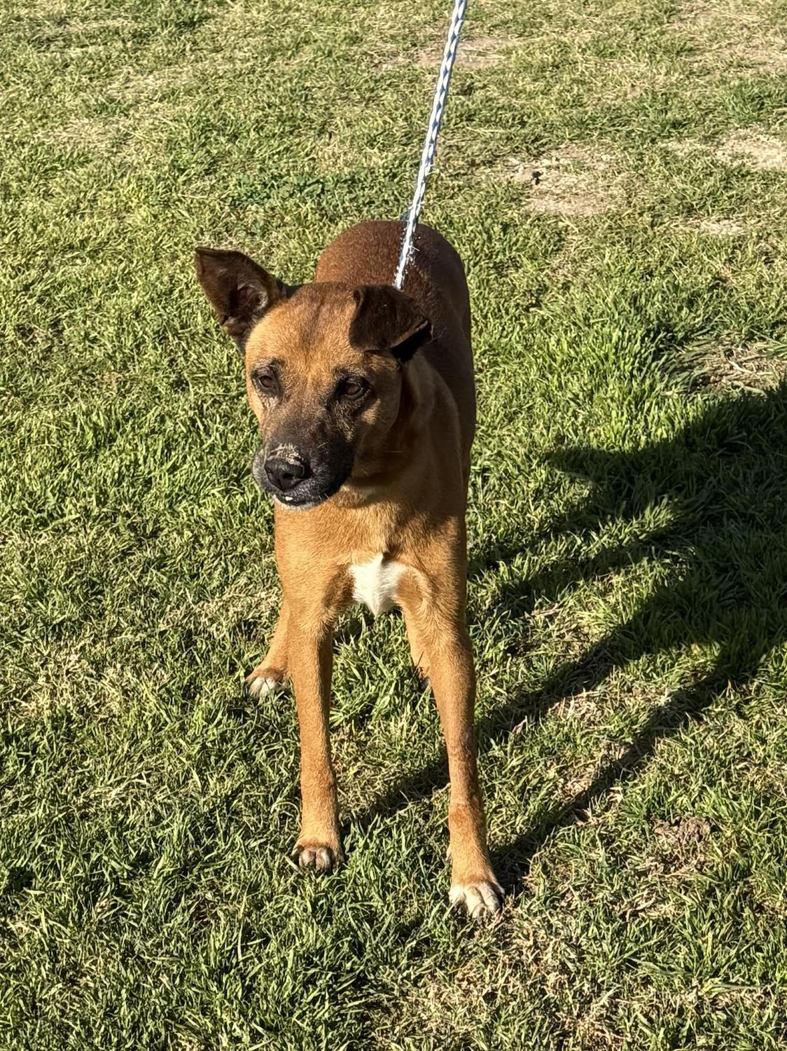 Savannah, a Adoptable mixed breed in Westport, CT image 1/3