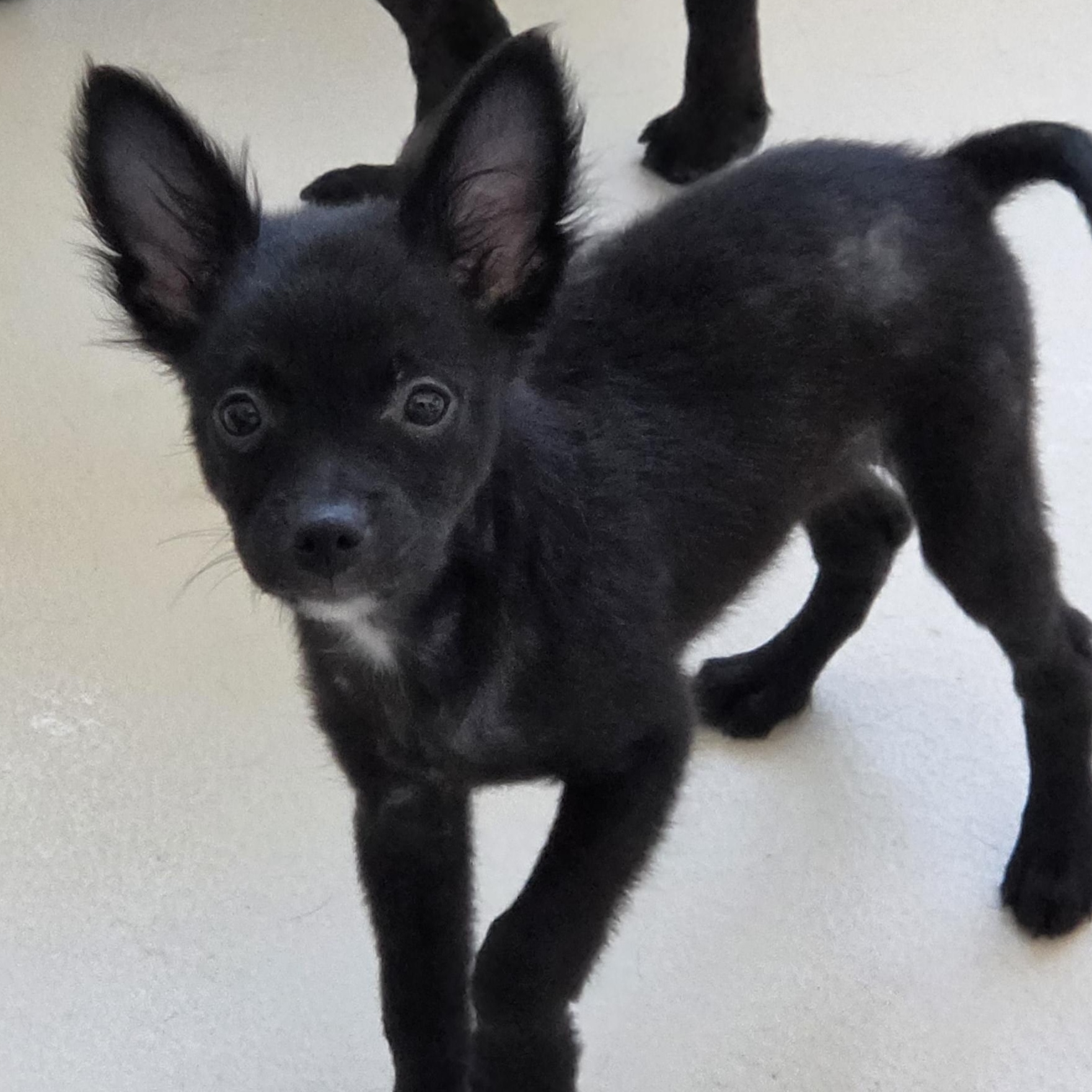 Enlarge Tangerine, a ADOPTABLE mixed breed in Dandridge, TN image 1/1