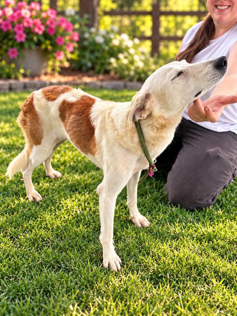 Enlarge Blossom (Orchard Litter mom), a Adoptable mixed breed in Redwood City, CA image 2/2