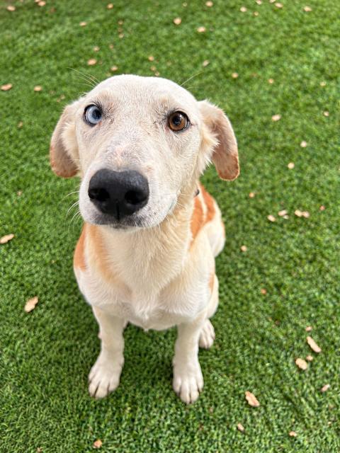 Enlarge Blossom (Orchard Litter mom), a Adoptable mixed breed in Redwood City, CA image 1/2