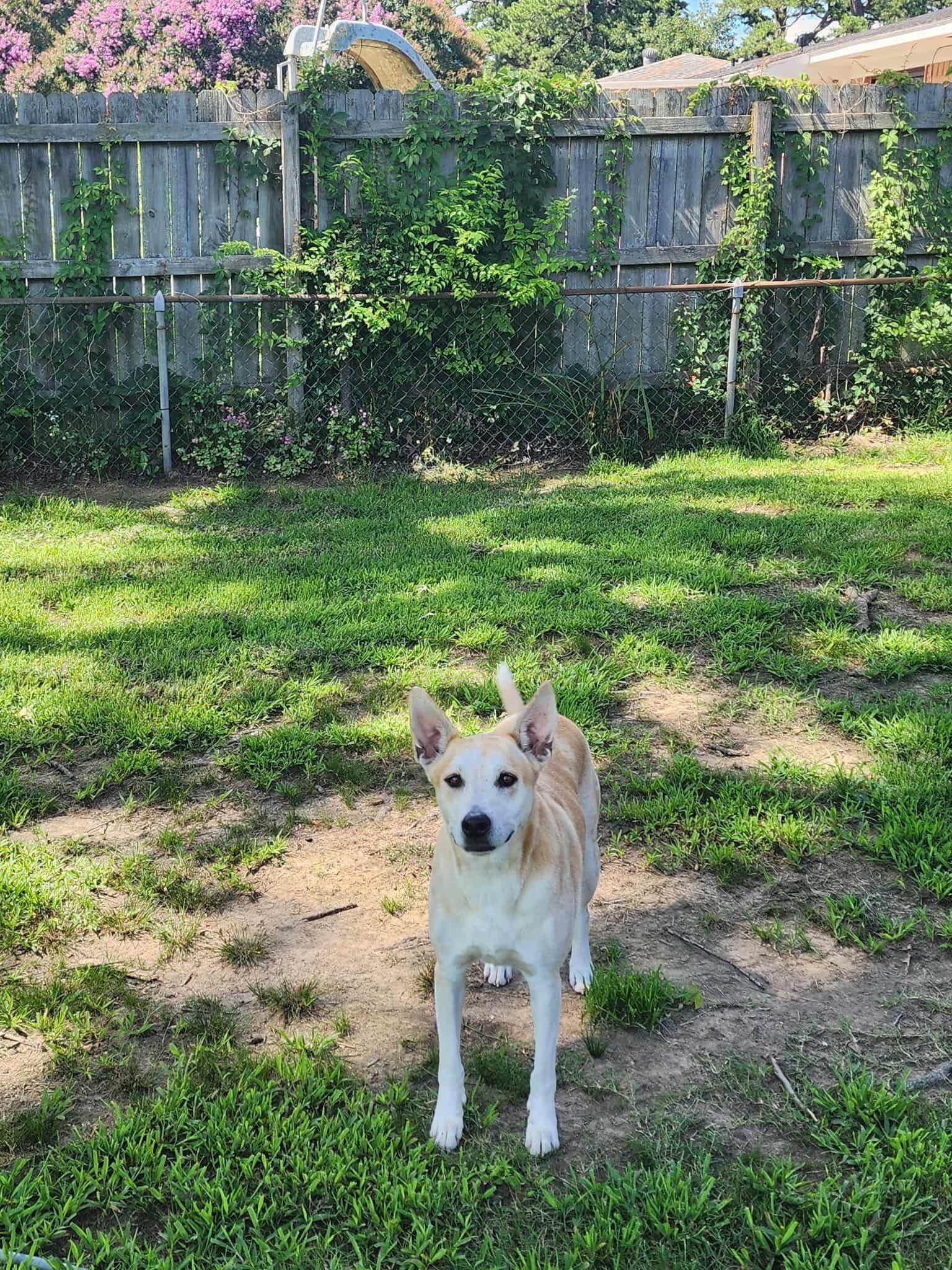 Lalah (20250702-10) — thumbnail 2