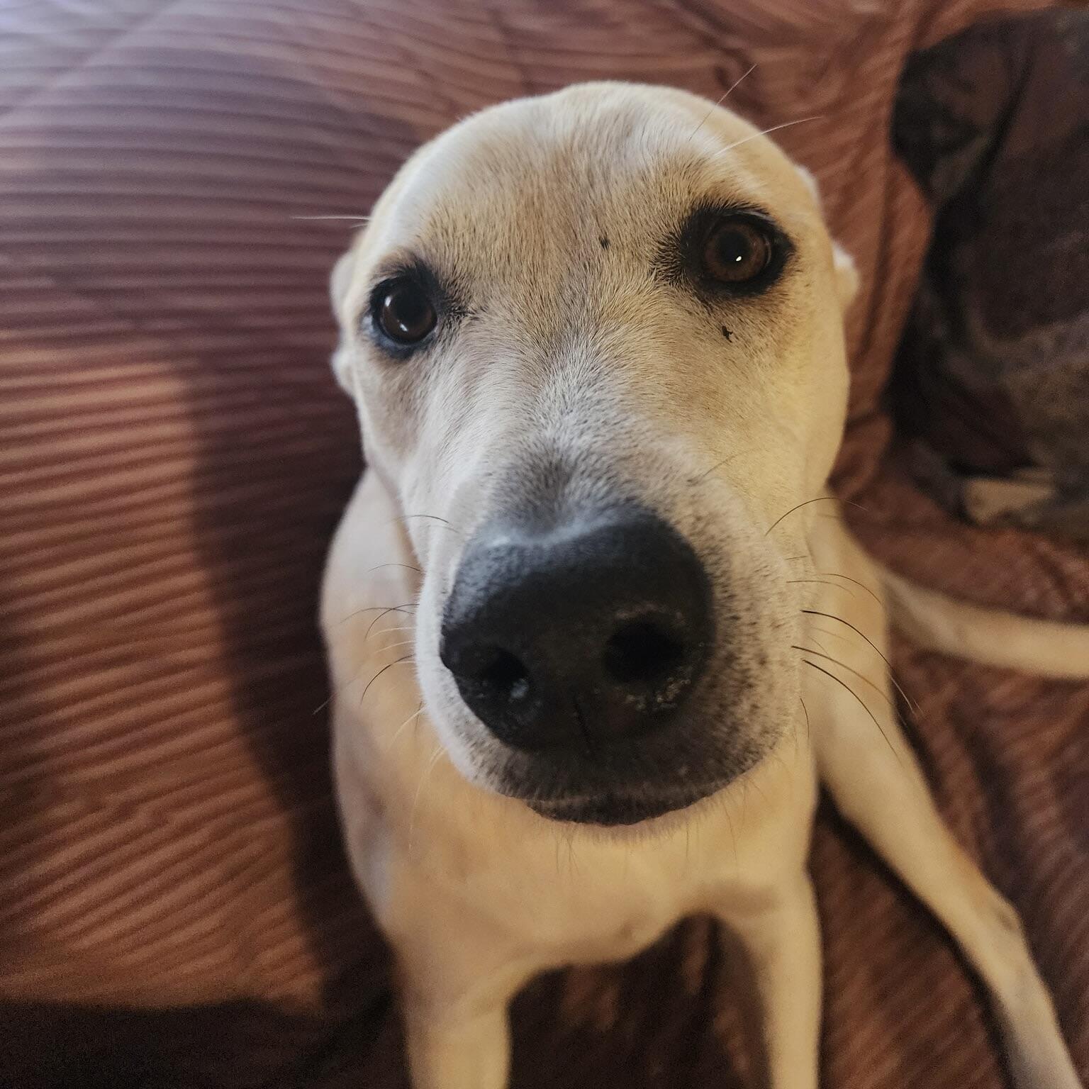 Lalah (20250702-10) — thumbnail 4