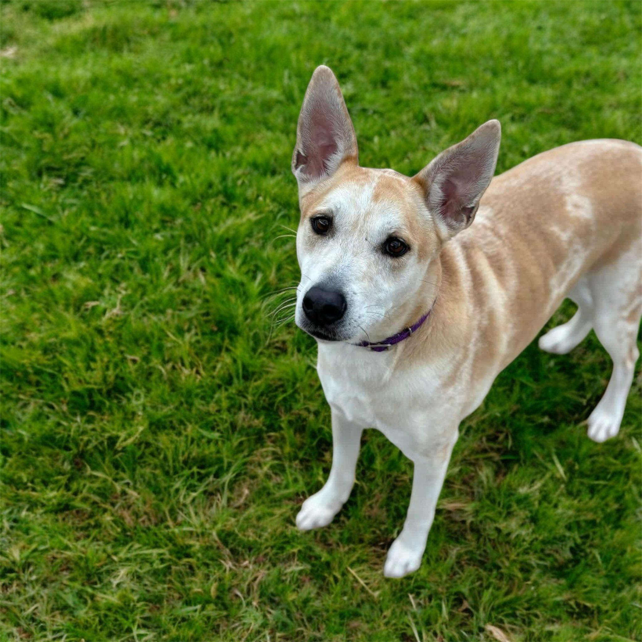 Lalah (20250702-10) — thumbnail 5