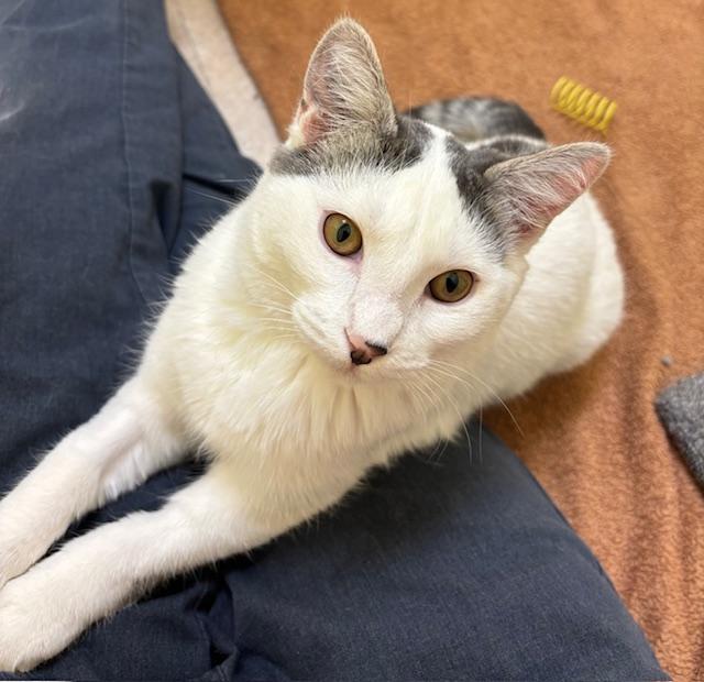 Lee Lee, a Adopted Domestic Short Hair in Tucson, AZ image 1/2