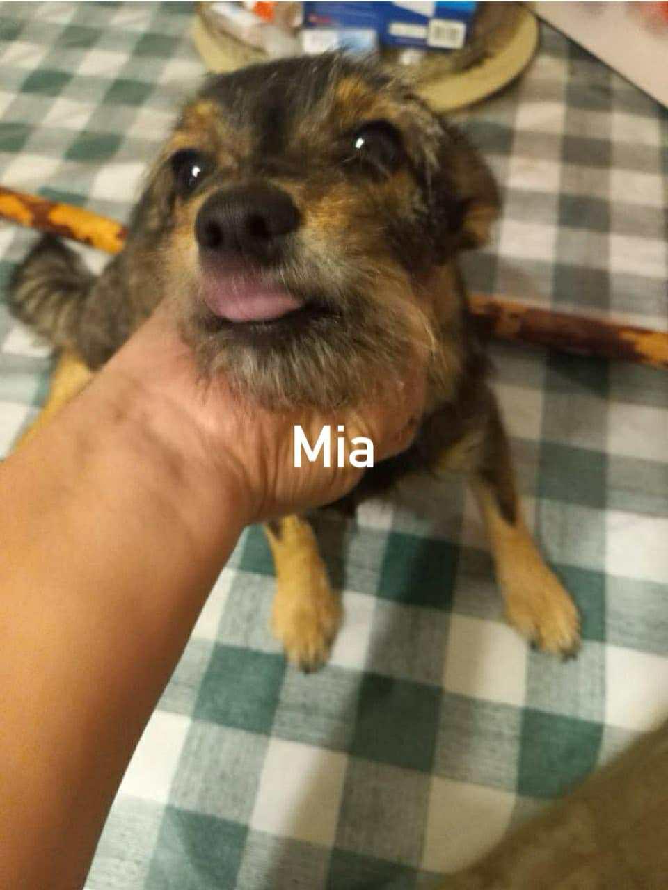 Mia, Adoptable, Young Female Terrier.