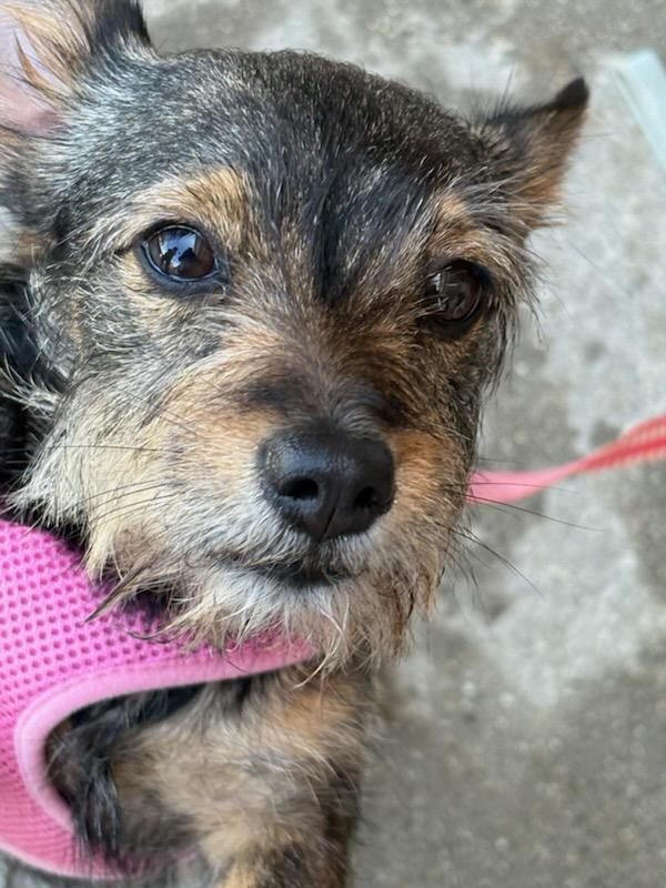 Mia, Adoptable, Young Female Terrier.