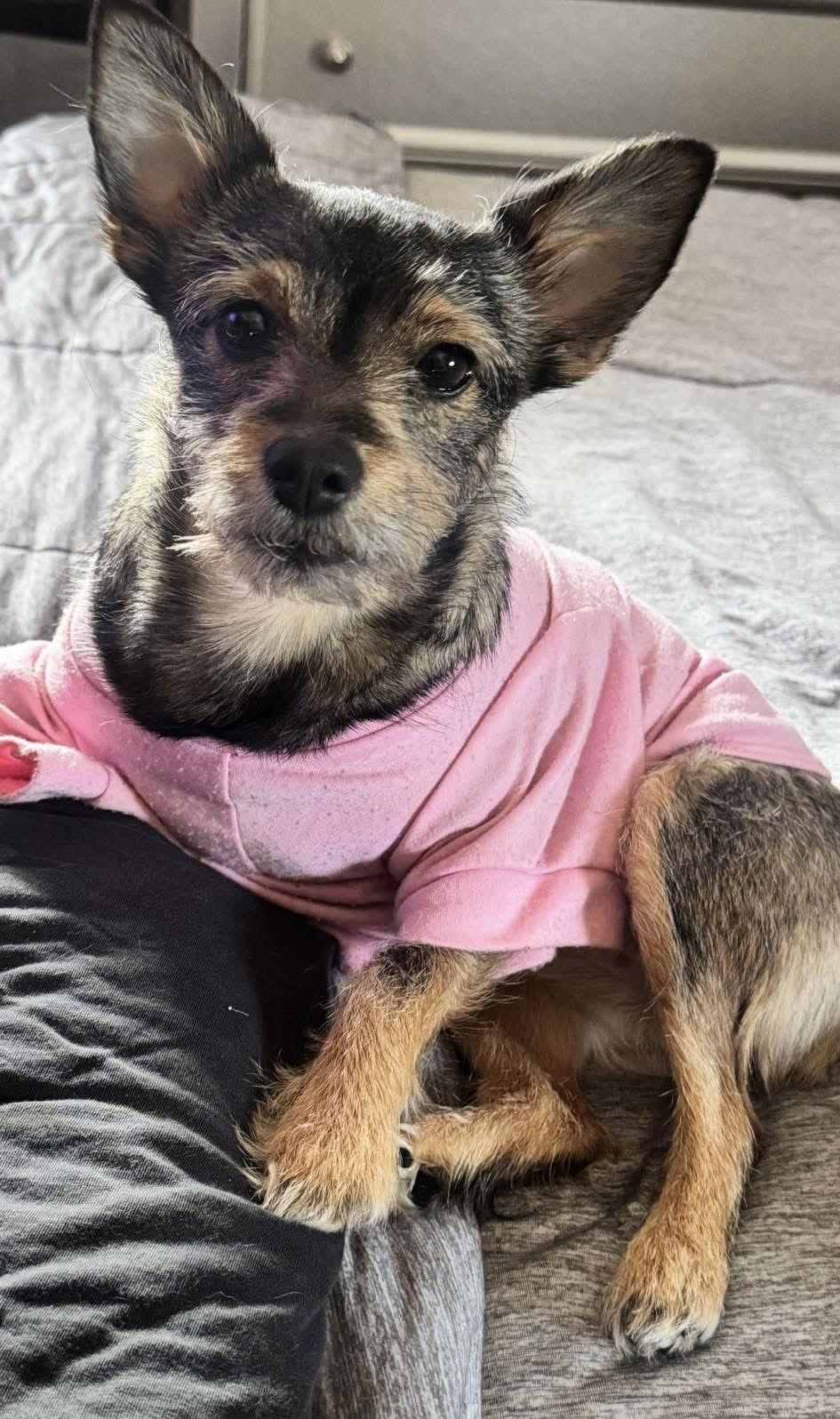 Enlarge Mia, a Adoptable Terrier in Morganville, NJ image 2/3