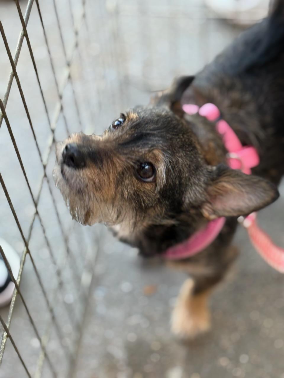 Mia, a Adoptable Terrier in Morganville, NJ image 3/3