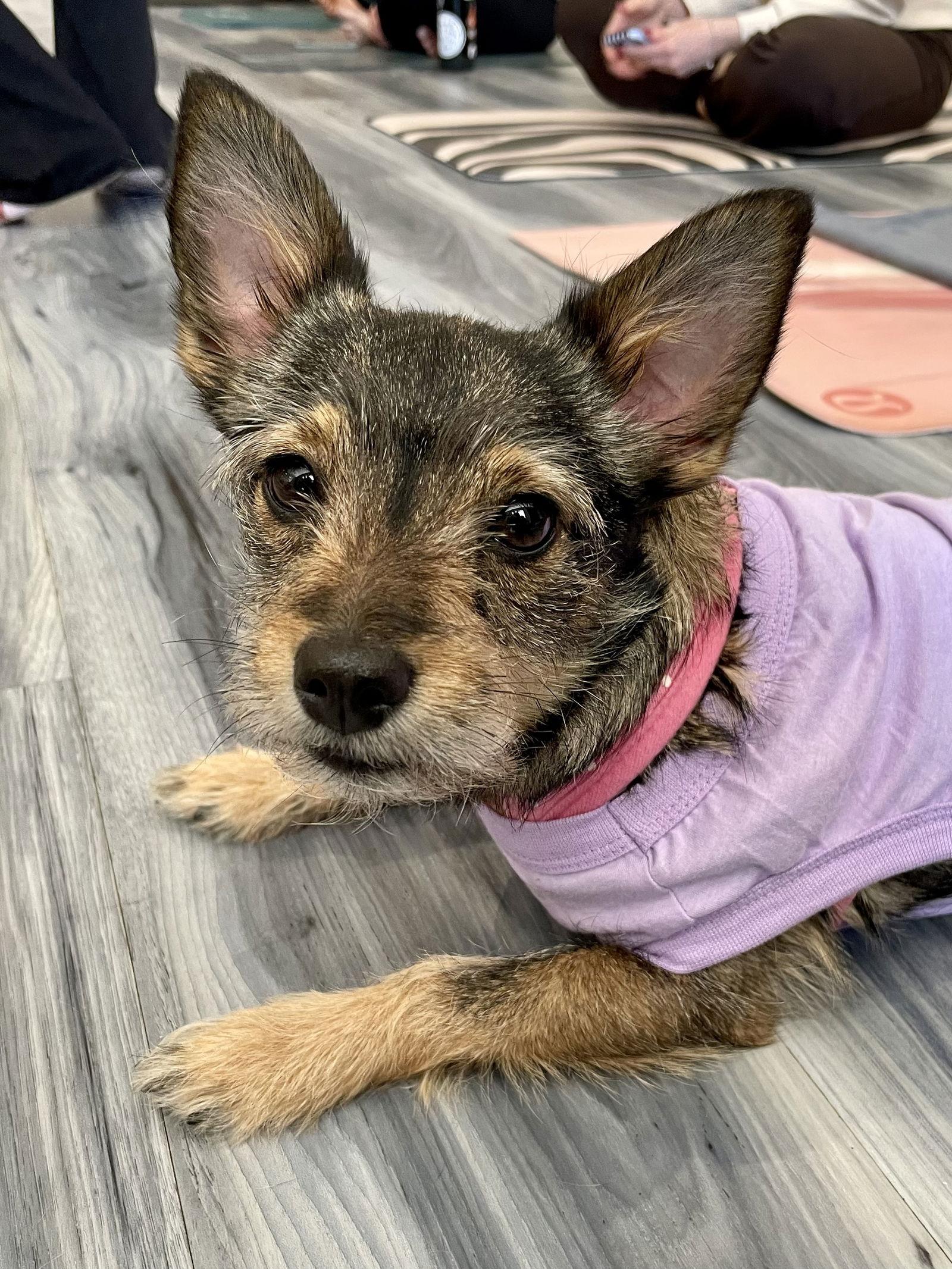 Enlarge Mia, a Adoptable Terrier in Morganville, NJ image 3/3