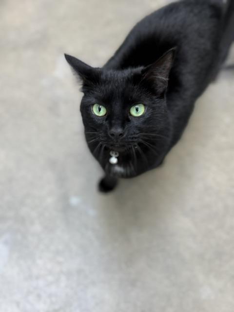 Enlarge Shayla, a Adoptable Domestic Short Hair in Bryan, OH image 1/1