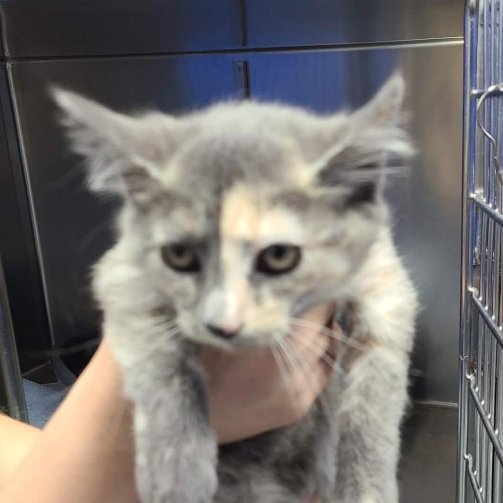 Enlarge Tomato, a Adoptable Domestic Short Hair in Coos Bay, OR image 1/1