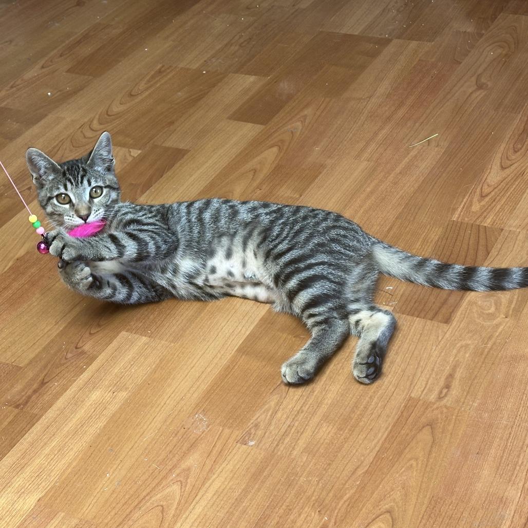 Aurora — thumbnail 2