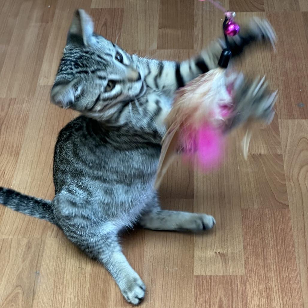 Aurora — thumbnail 3