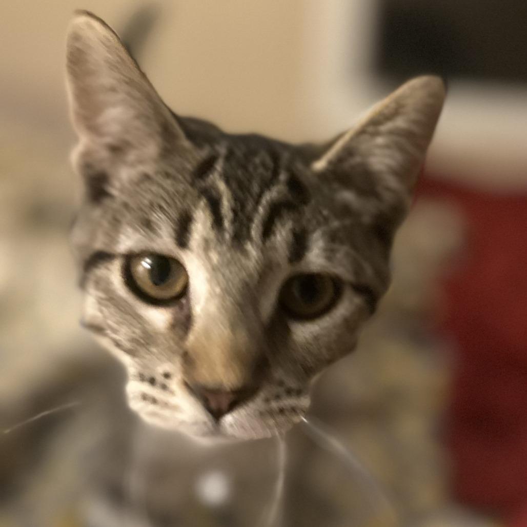 Aurora — thumbnail 4