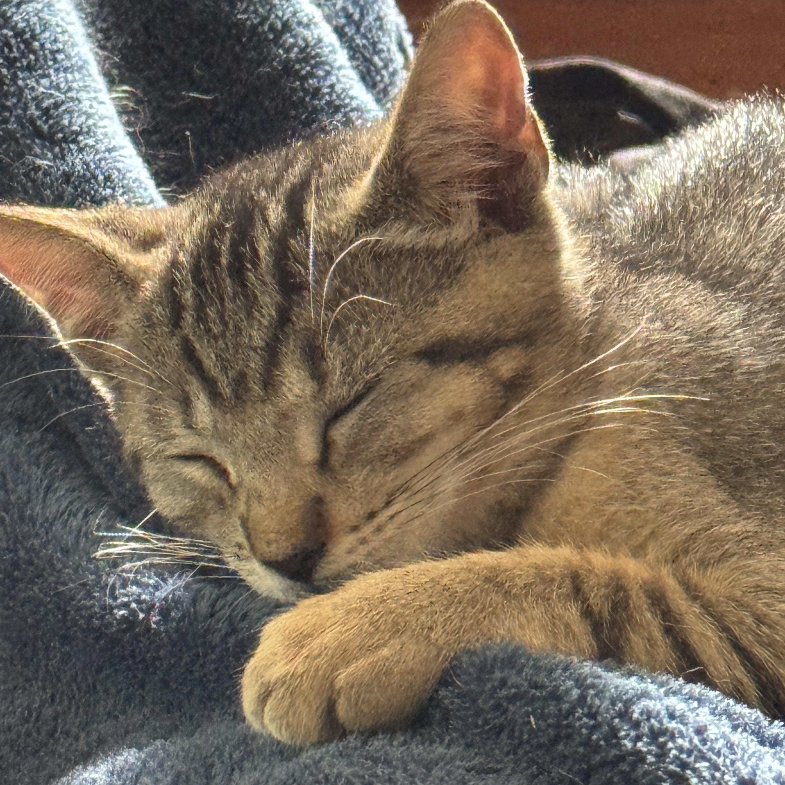Honey kitten, an adoptable Abyssinian, Tabby in Kissimmee, FL, 34743 | Photo Image 1
