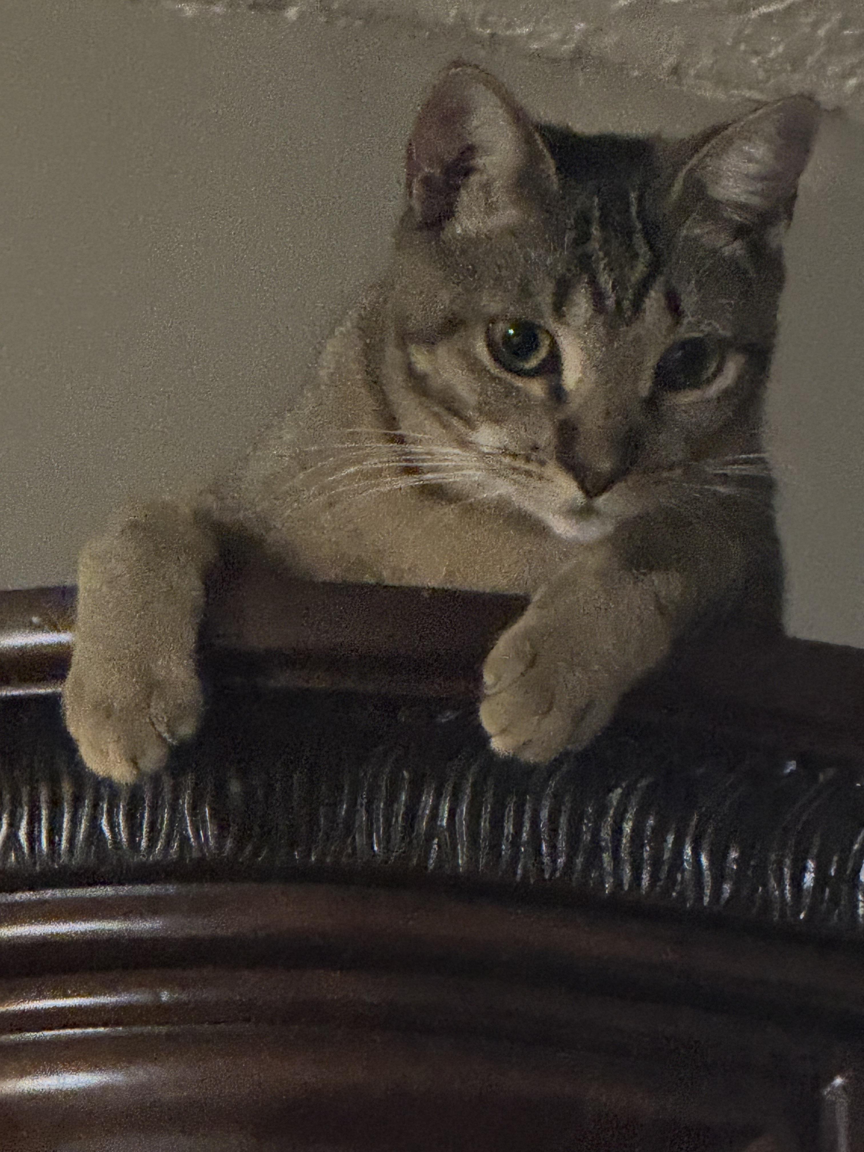 Enlarge Honey, a Adoptable Abyssinian in Kissimmee, FL image 1/6