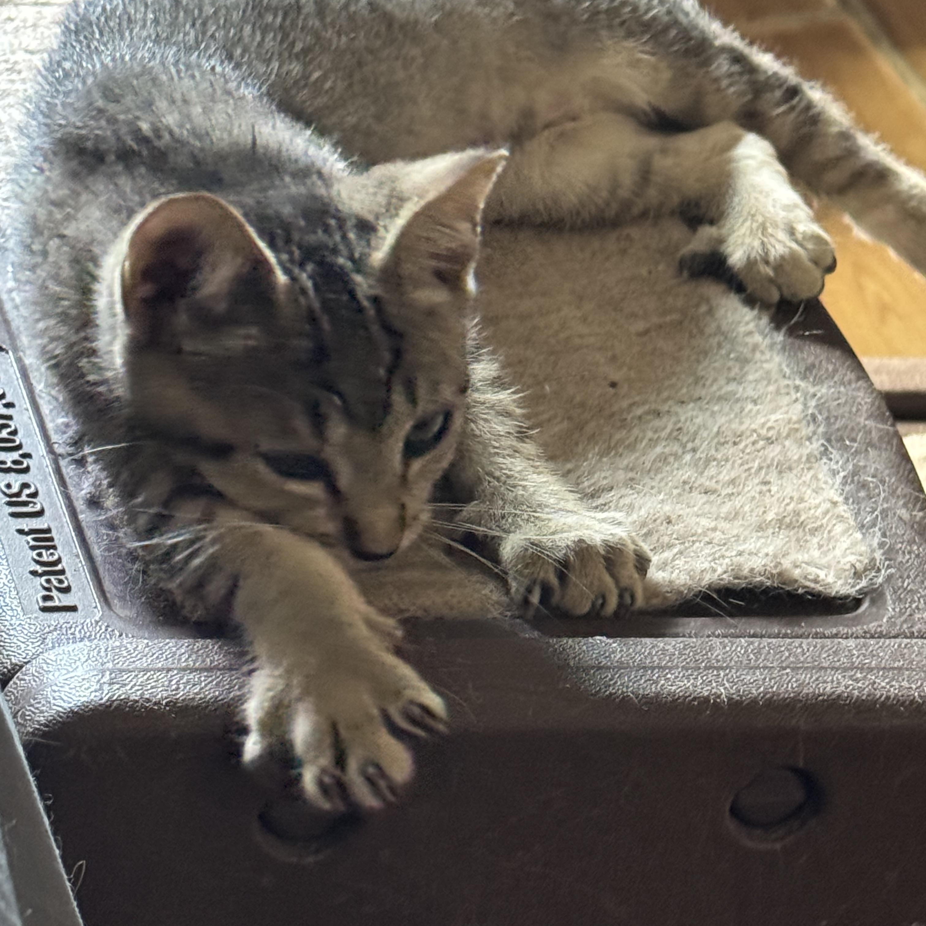 Honey kitten, an adoptable Abyssinian, Tabby in Kissimmee, FL, 34743 | Photo Image 2
