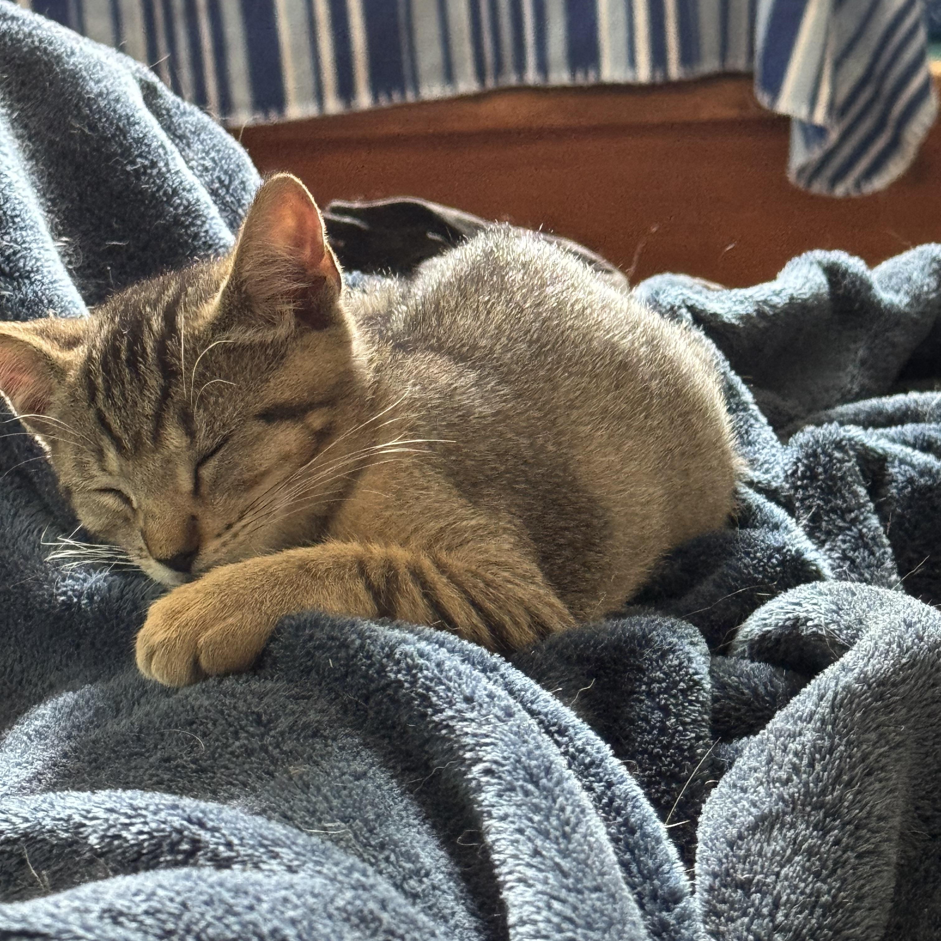 Honey kitten, an adoptable Abyssinian, Tabby in Kissimmee, FL, 34743 | Photo Image 3