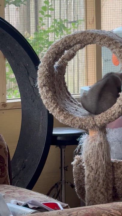 Enlarge Honey, a Adoptable Abyssinian in Kissimmee, FL video 6/6