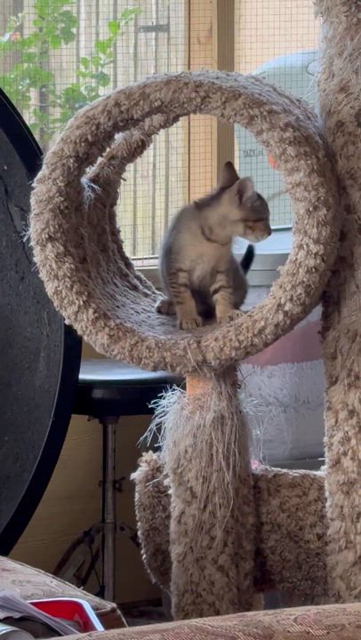 Enlarge Honey, a Adoptable Abyssinian in Kissimmee, FL video 5/6