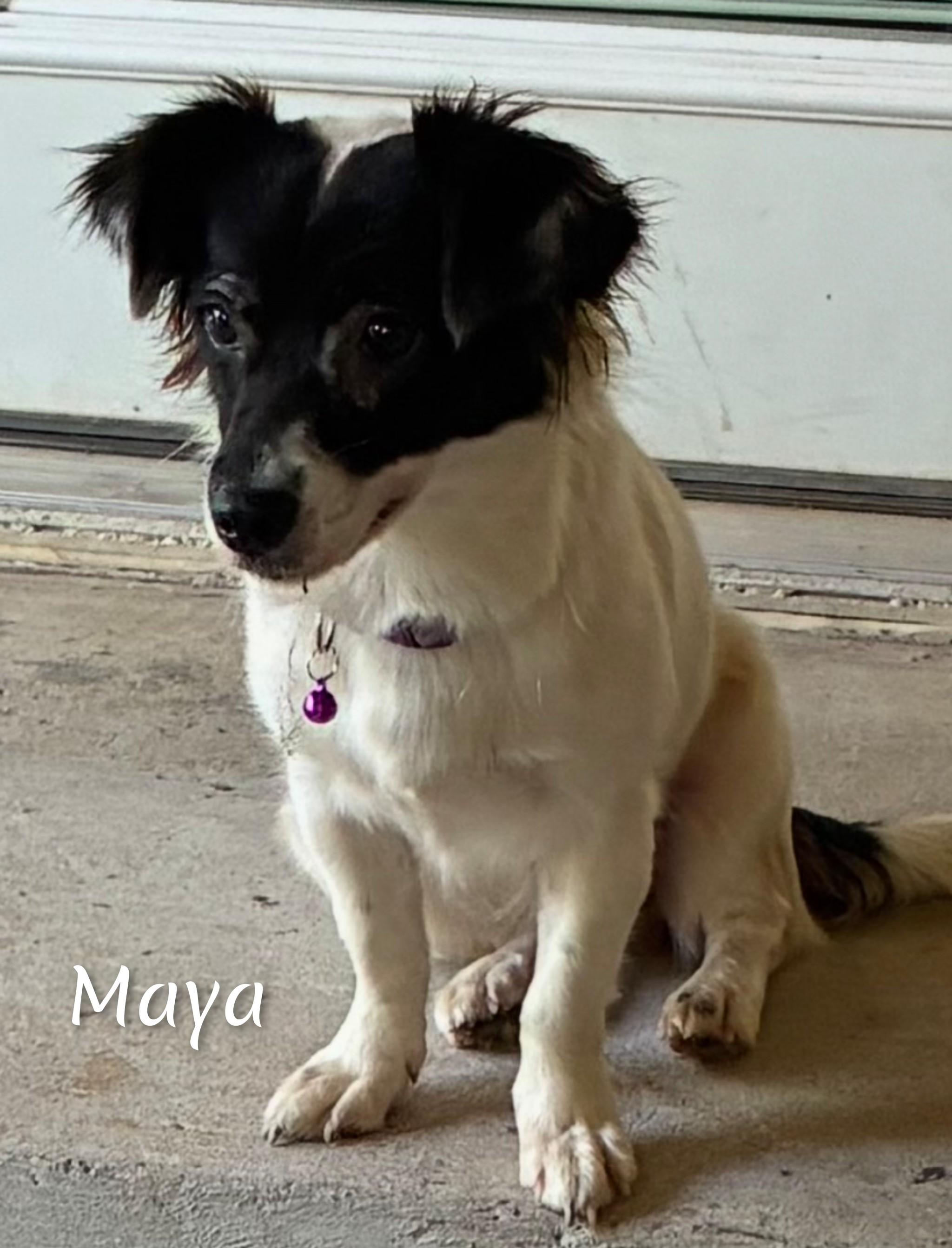 Enlarge Maya, a Adopted Mixed Breed in Fredericksburg, VA image 6/6