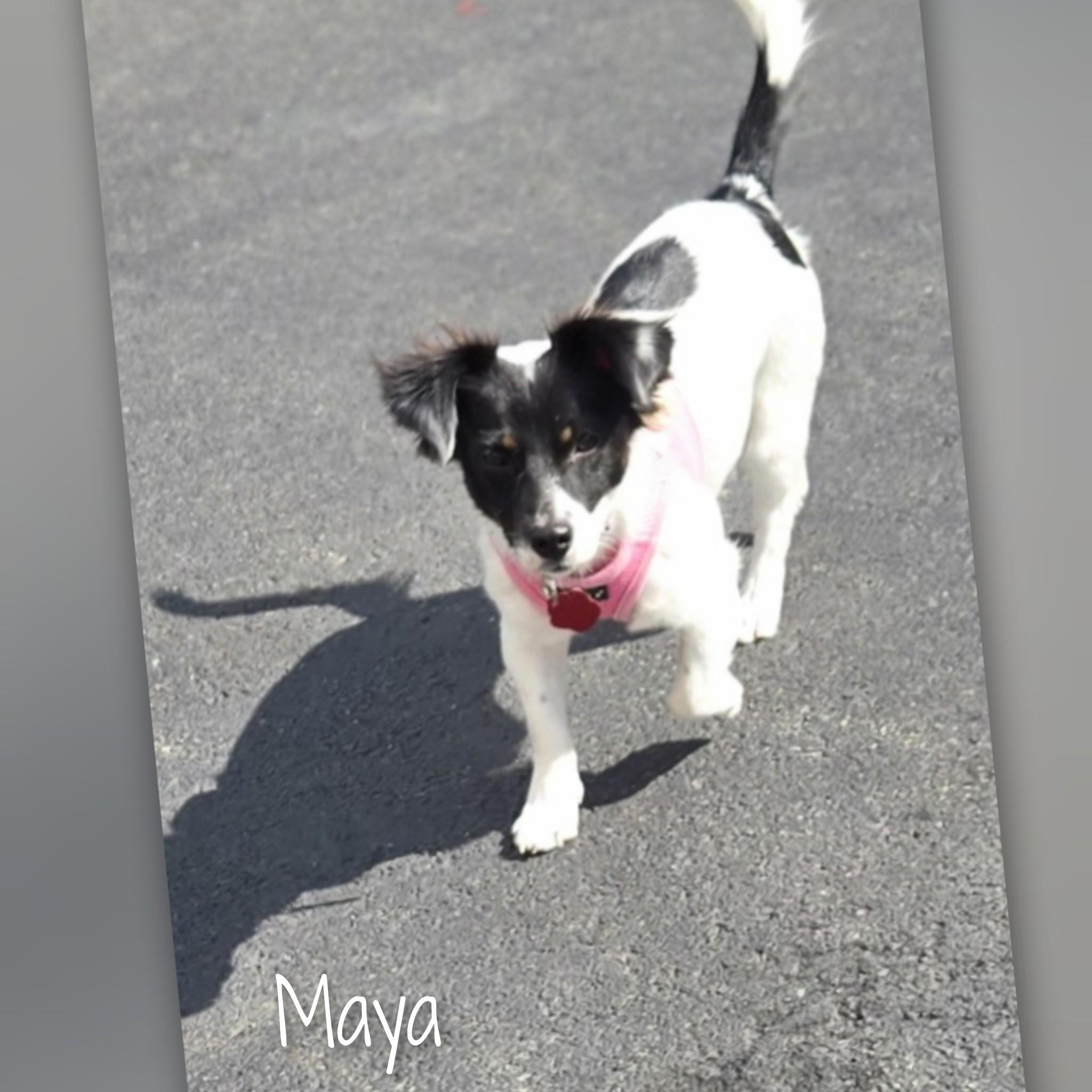 Enlarge Maya, a Adopted Mixed Breed in Fredericksburg, VA image 2/6