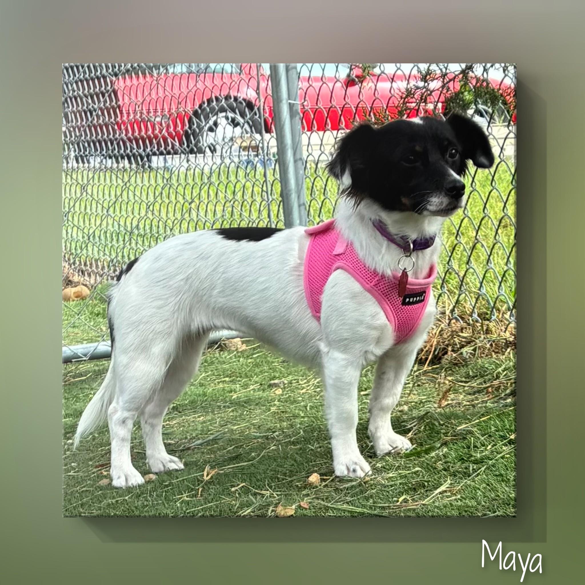 Enlarge Maya, a Adopted Mixed Breed in Fredericksburg, VA image 4/6