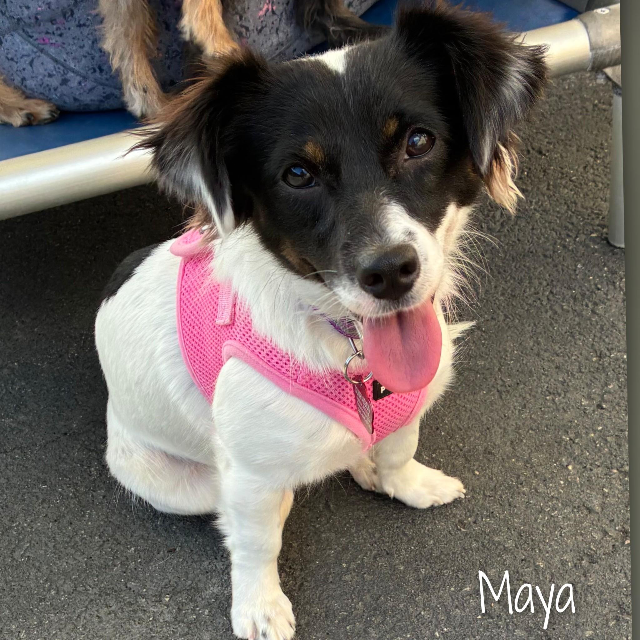 Enlarge Maya, a Adopted Mixed Breed in Fredericksburg, VA image 1/6
