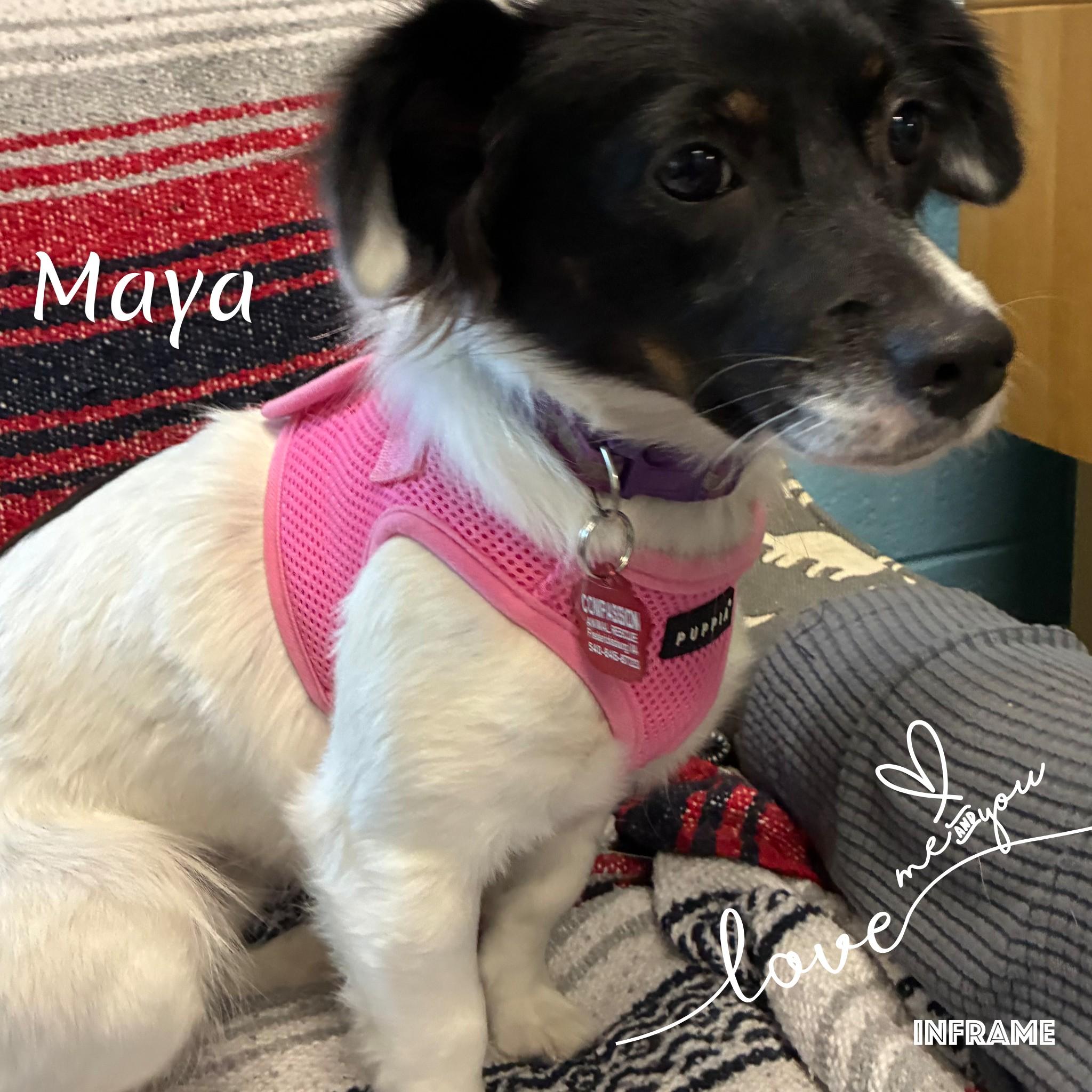 Enlarge Maya, a Adopted Mixed Breed in Fredericksburg, VA image 5/6