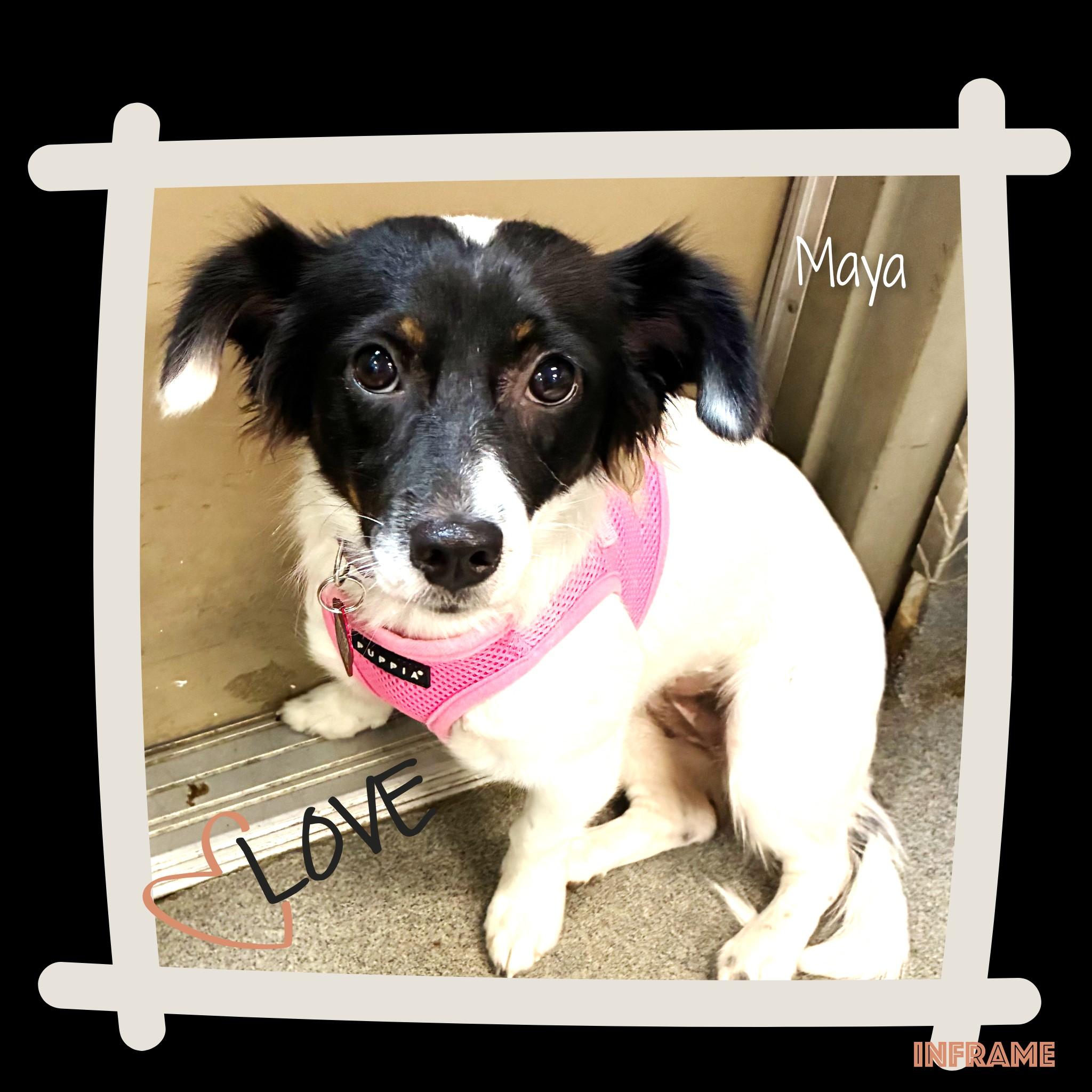 Enlarge Maya, a Adopted Mixed Breed in Fredericksburg, VA image 3/6
