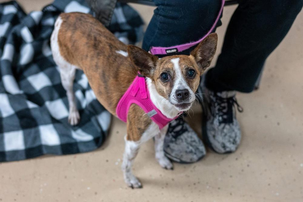 Honeycomb, Adoptable, Young Female Chihuahua.