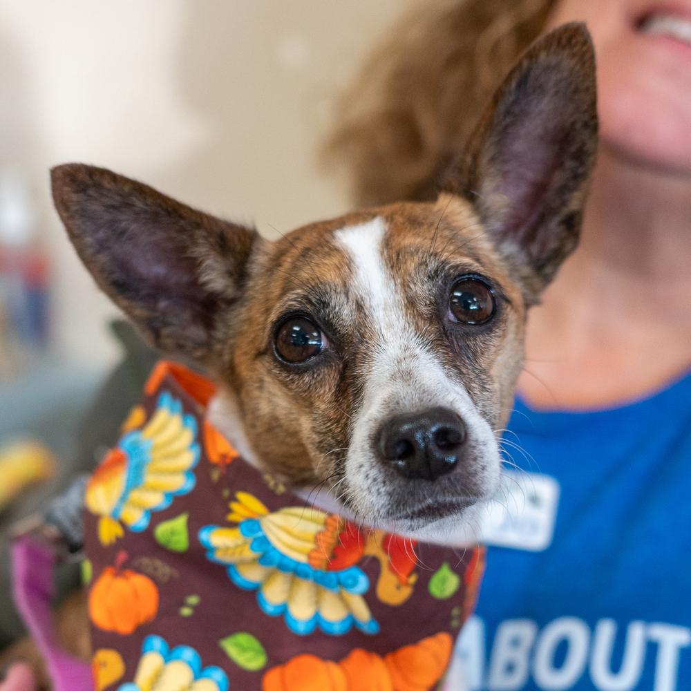 Enlarge Honeycomb, a Adoptable mixed breed in Mundelein, IL image 2/6