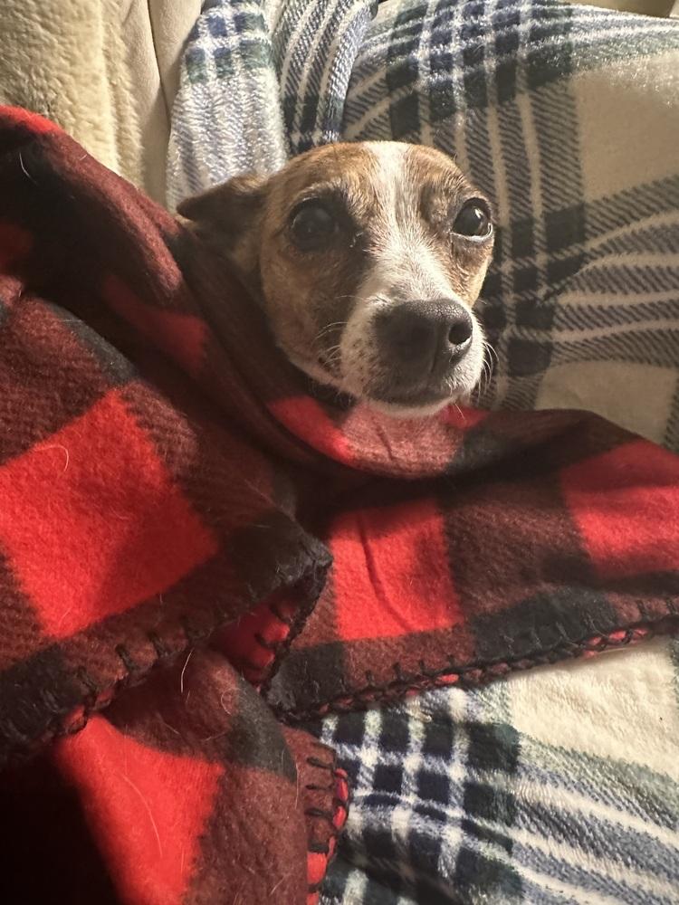 Enlarge Honeycomb, a Adoptable mixed breed in Mundelein, IL image 4/6