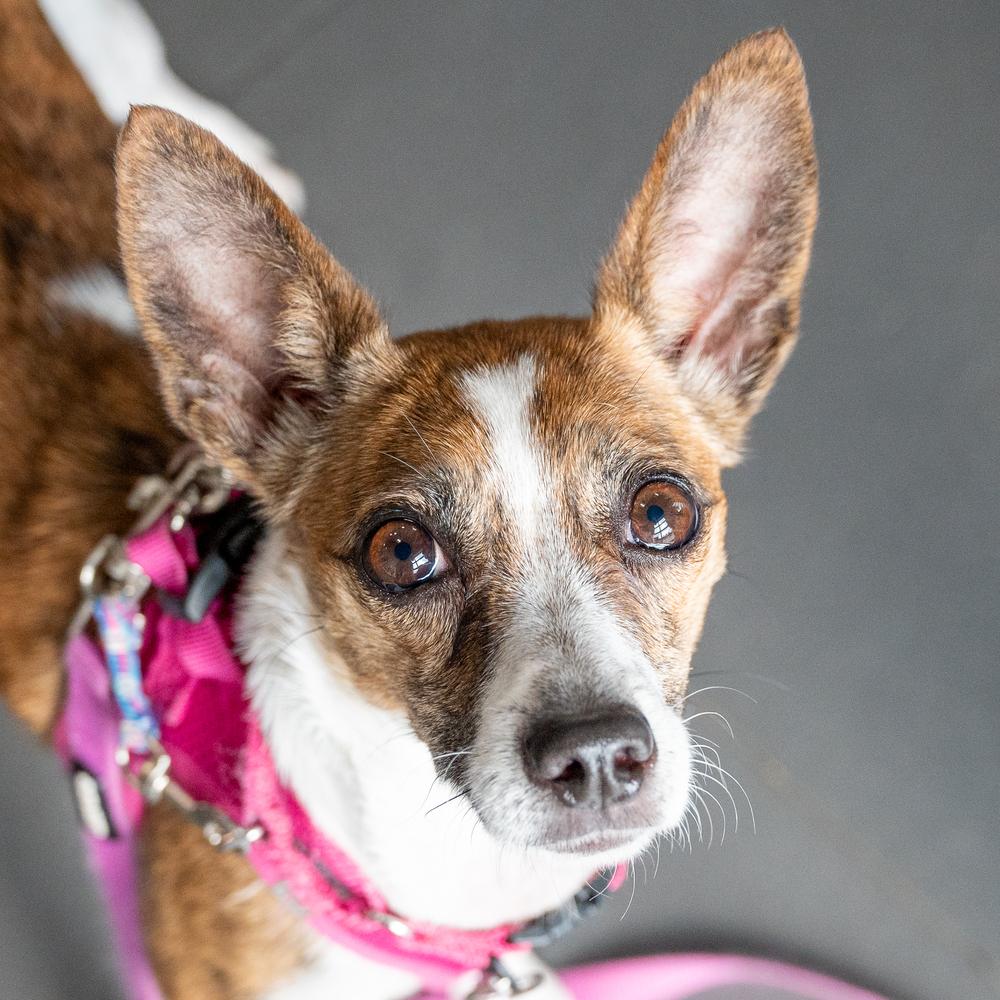 Enlarge Honeycomb, a Adoptable mixed breed in Mundelein, IL image 5/6